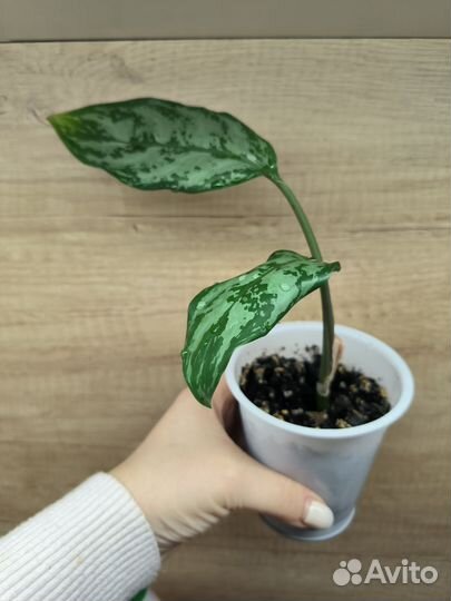 Комнатные растения, домашние цветы