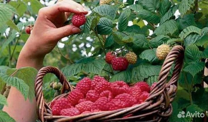 Сбор малины. Вахта. Липецк