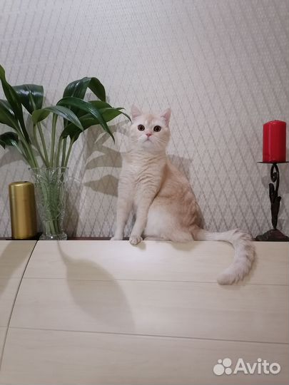 Шотландский кот вязка