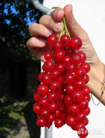 Смородина разная в зкс