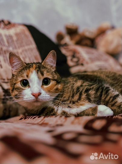 Кошки бесплатно
