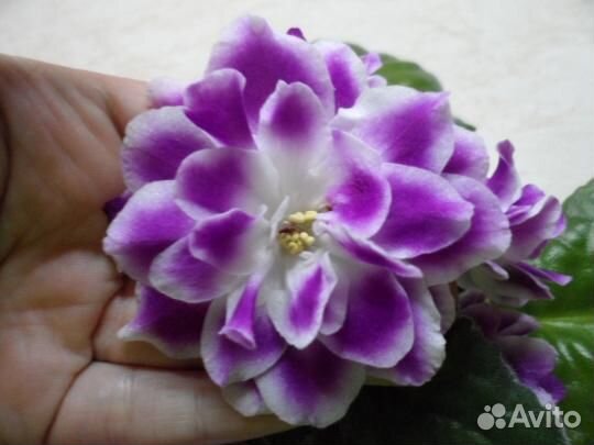 Цветущие фиалки в подарок