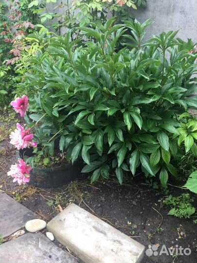 Садовые цветы