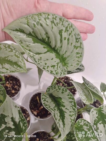 Сциндапсус треби, сильвери