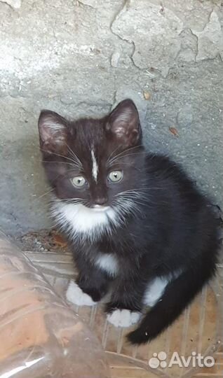 Котёнок 2 месяца ждёт ответственного человека