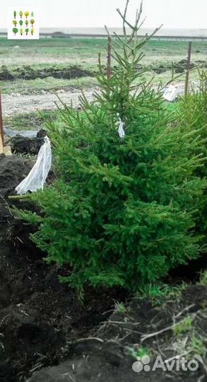 Крупномеры ели опт