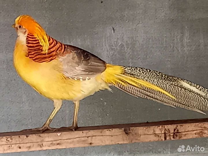 Золотой фазан