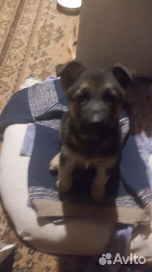 Немецкая овчарка в добрые руки