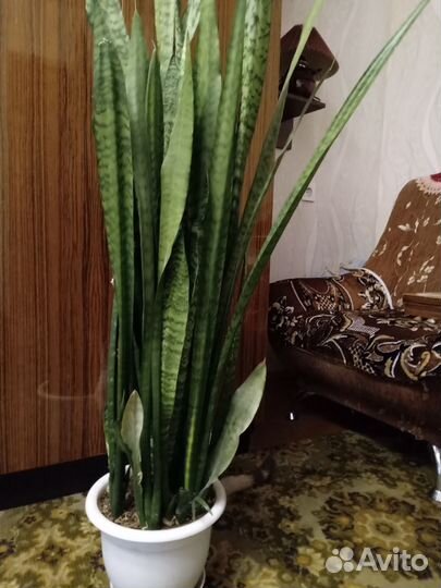 Шикарный тёщин язык