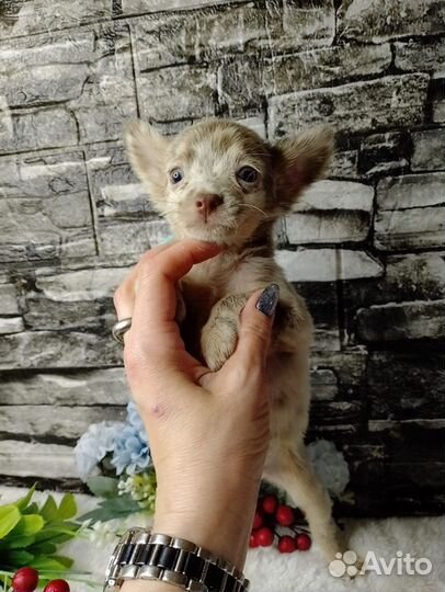 Девочки и мальчики русского тоя