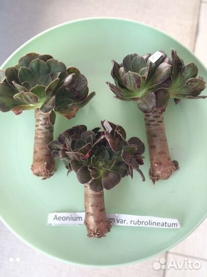 Эониум. Редкие вариегатные эониумы. Суккуленты