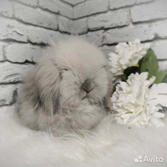 Mini Lion Lop импорт Англия