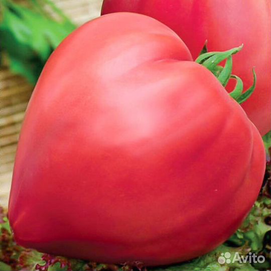 Рассада томатов