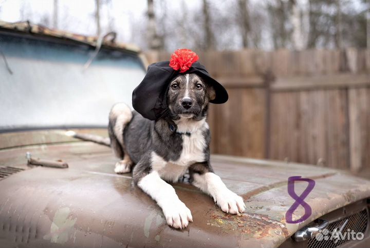 Щенок в добрые руки бесплатно