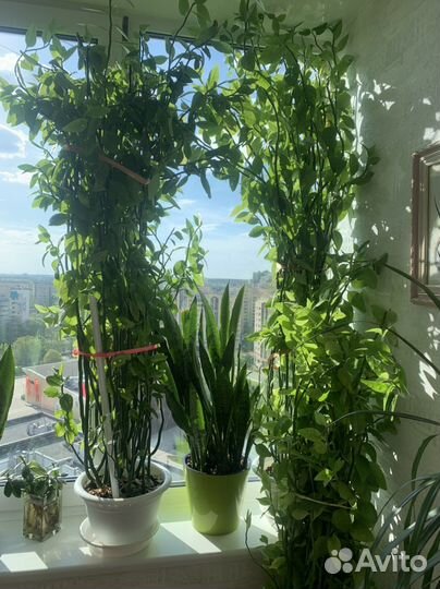 Продам цветы Педилантус