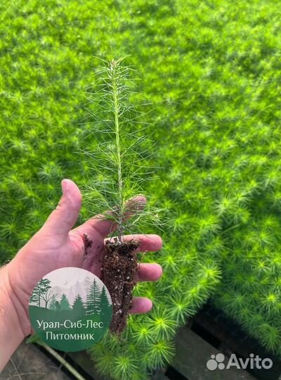 Сеянцы зкс Сосна Ель Лиственница окс Голуб Горн