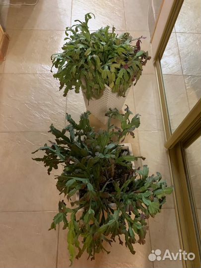 Декабристы