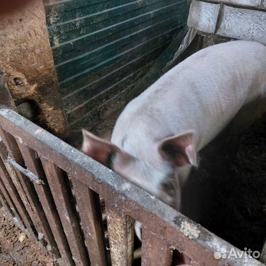 Сельхоз животные