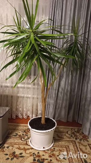 Пальма драцена маргината