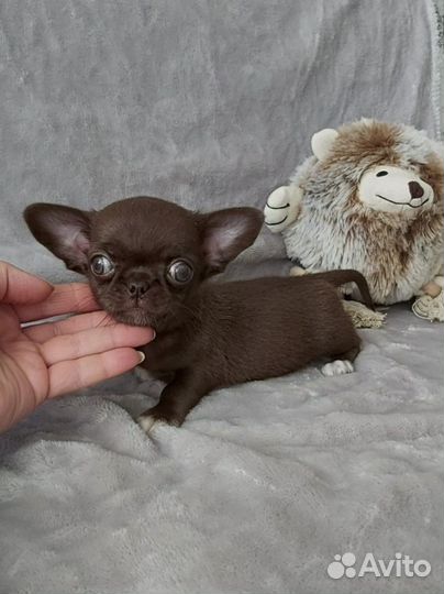 Мини мальчик