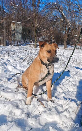 Отдам в добрые руки