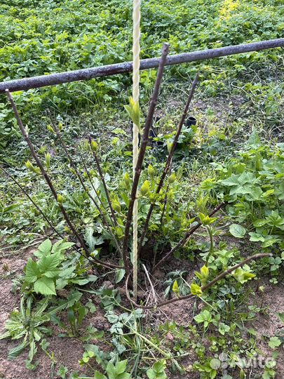 Гортензия полярный медведь