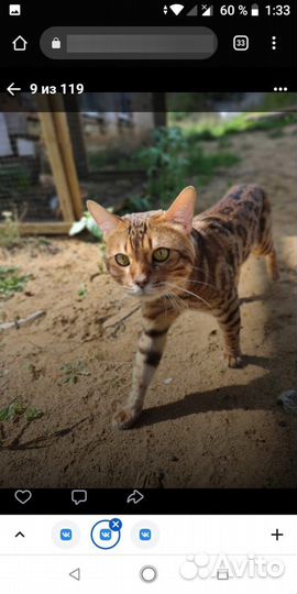 Котята доставка бенгал