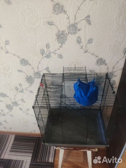 Клетка с крысой