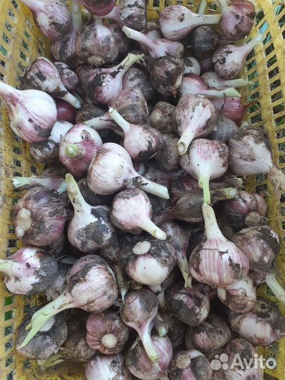 Продам чеснок