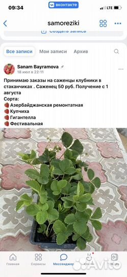 Рассада клубники альбион ремонтатный