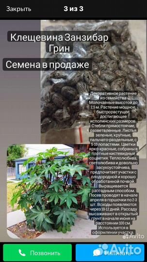 Клещевина Занзибар