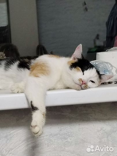 Молодая кошка