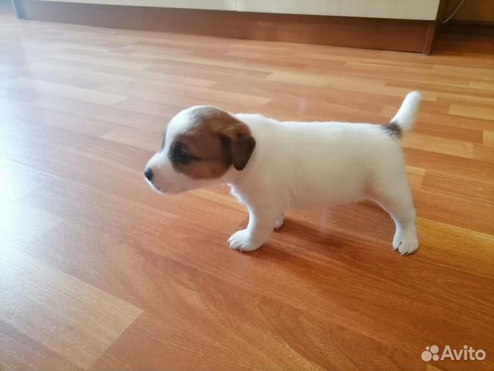 Щенки Джек Рассел Терьер с документами