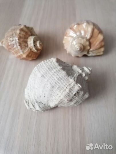 Морские ракушки