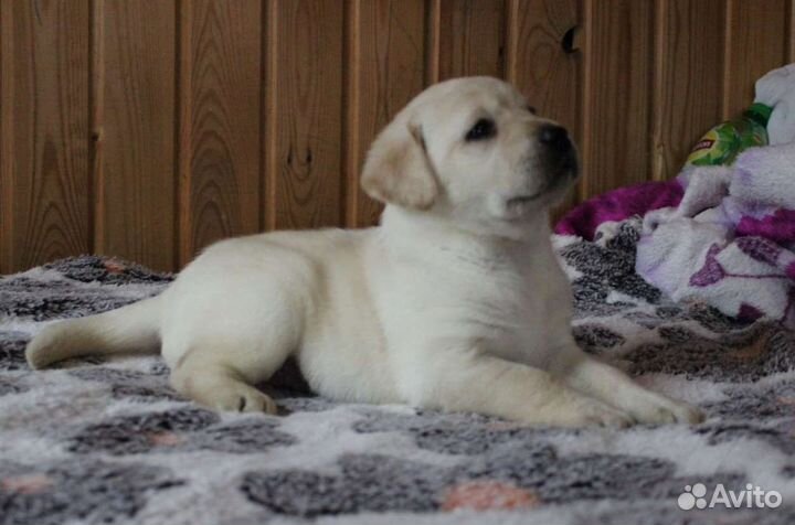 Щенки лабрадора