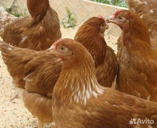 Куры несушки