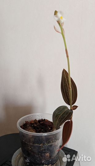 Орхидея лудизия