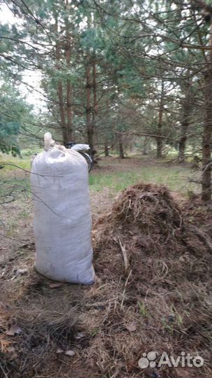 Игольник сосновый