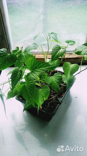 Батат рассада Purple