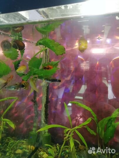 Аквариумные рыбки