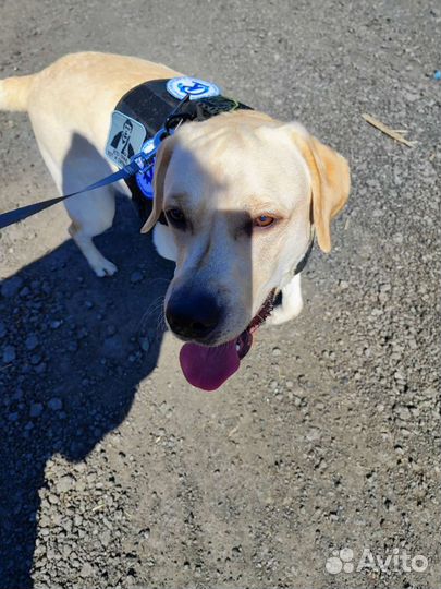 Вязка лабрадор