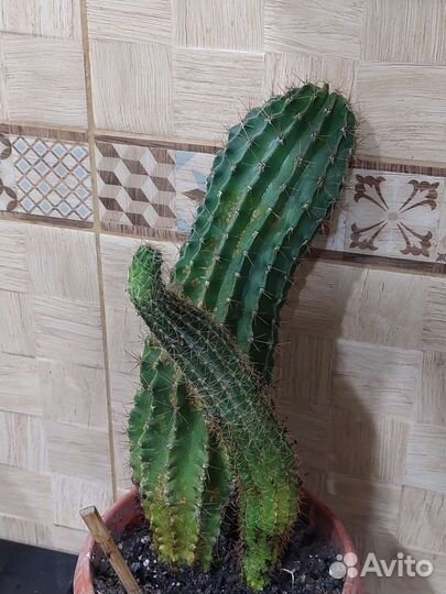 Большой кактус