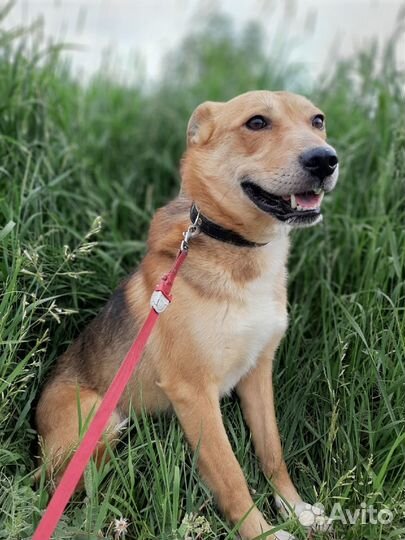 Собака, мальчик