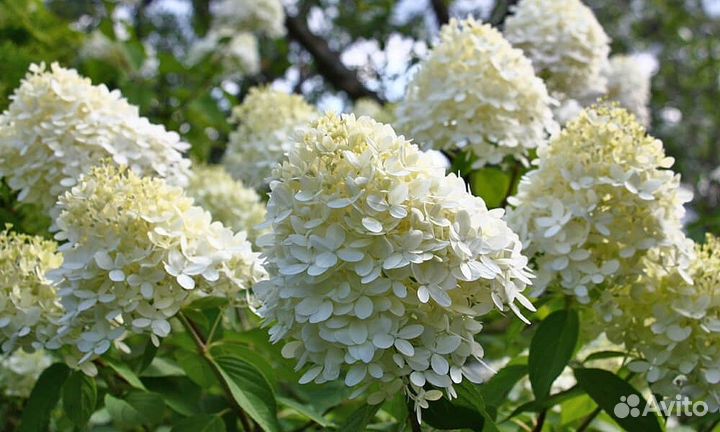 Гортензия метельчатая Бомбшелл