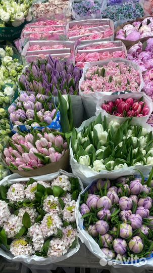 Тюльпаны 21 51 101