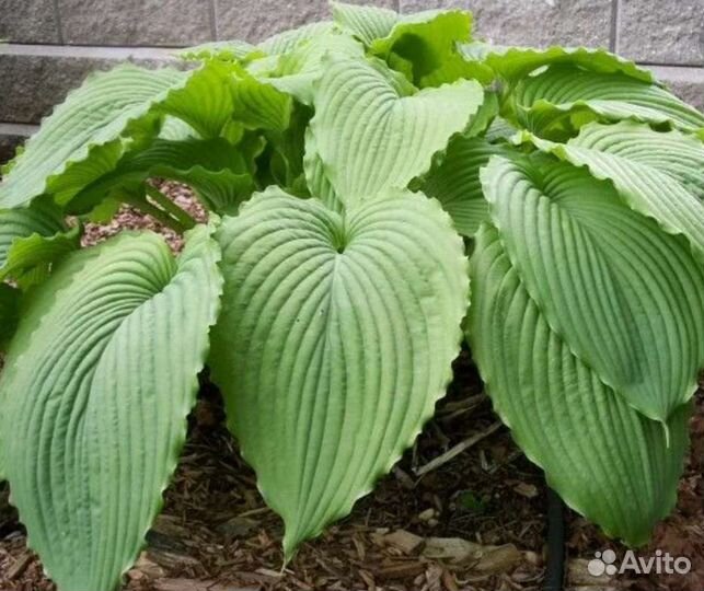 Хоста Ниагара Фолс