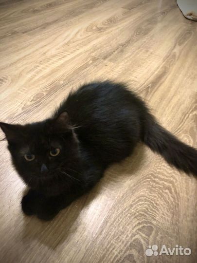 Котята в добрые руки даром