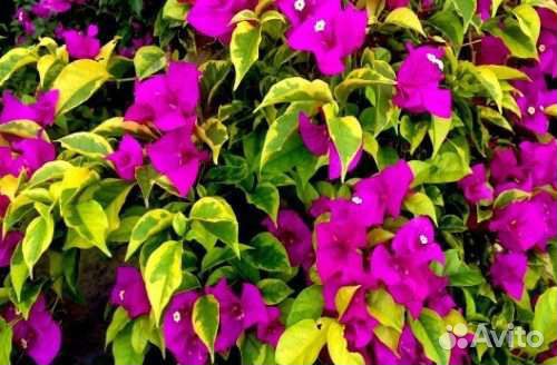 Бугенвиллея