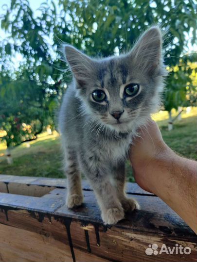 Мальчик ищет дом