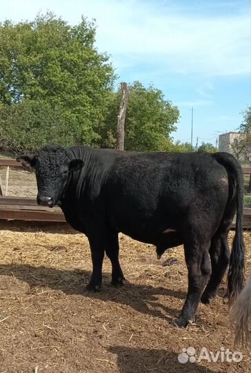 Бык на племя